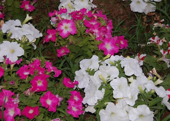 Aparthotel Complex Lemon Grove Kavos