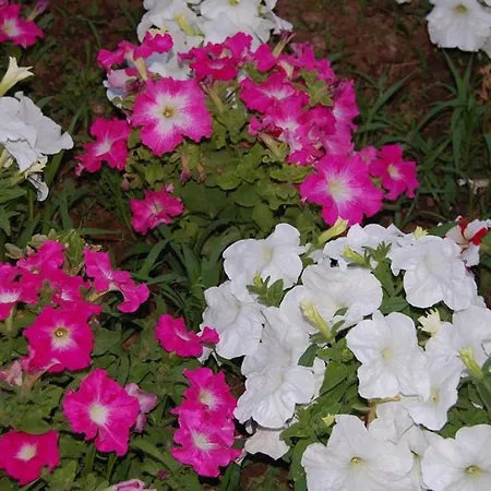 Hotel de apartamente Complex Lemon Grove Kávos